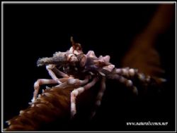 Different day, different angle but same crab. C5050 by Yves Antoniazzo 